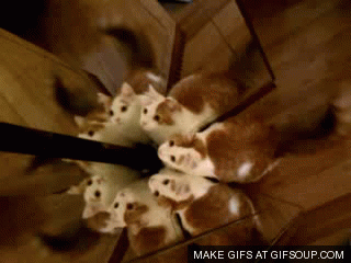 Summoning some kitty toys and demons