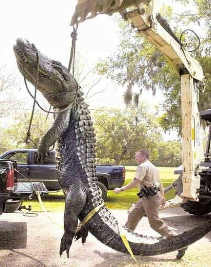 Just a Huge Aligator found in Winter Haven, Florida