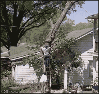 How Not To Cut A Tree Down