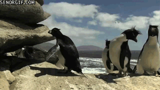 Penguin outtakes