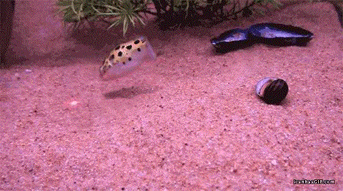 a fish that is a cat