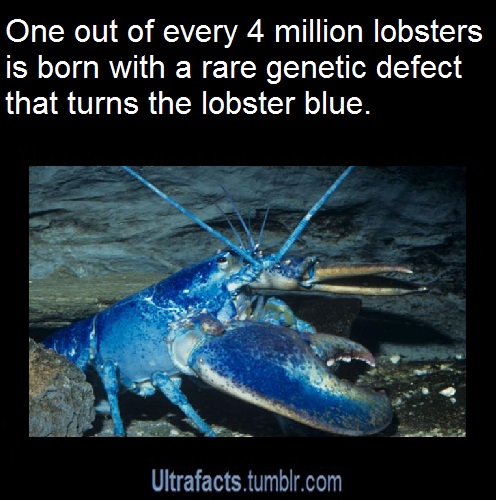 real life shiny lobster