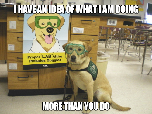 Even the dog can do that experiment