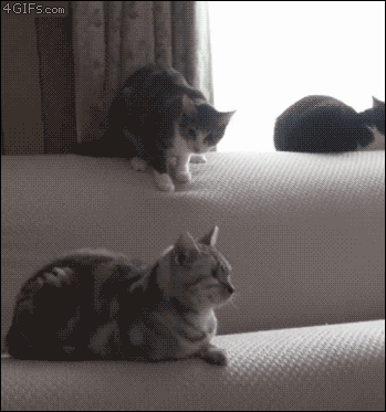 Pouncing lesson learned from Mufasa...