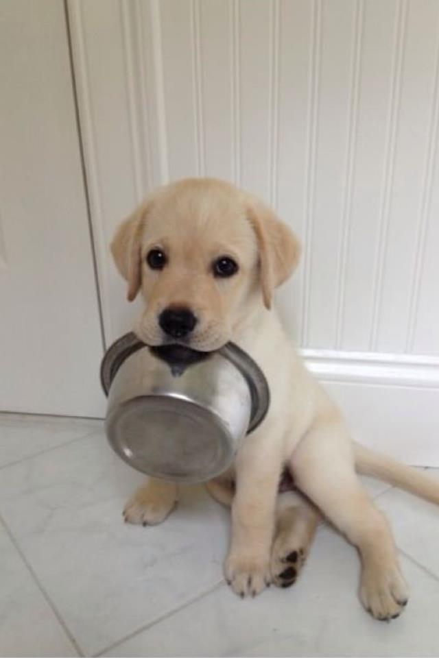 I want Food, Please