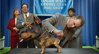 When you crossbreed a chihuahua and a doberman