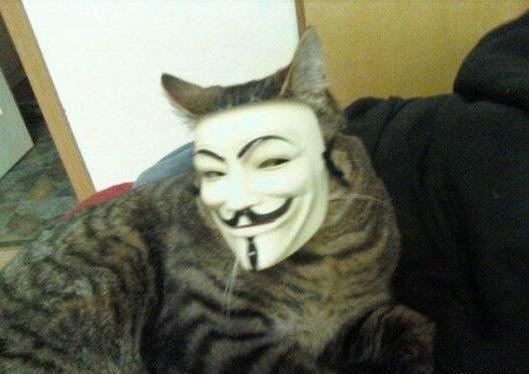 Anonymeows