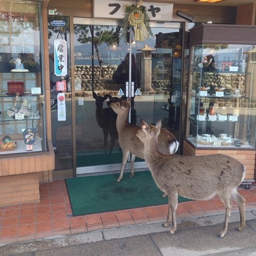 "Dear, I don't think they open on Saturdays..."