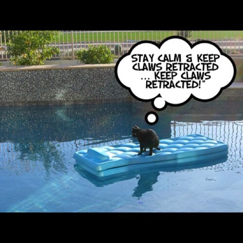 Don't be cheap when buying boats, darn cats...