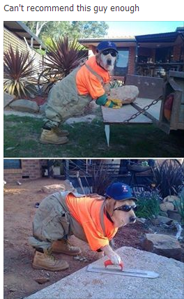 I'm ***ing tired of all of these dogs coming to our country and taking our jobs