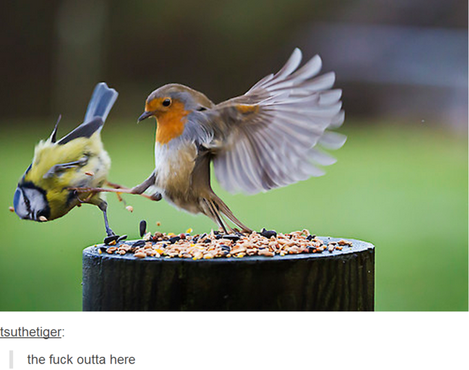 THIS! IS! MY BIRD SEED!