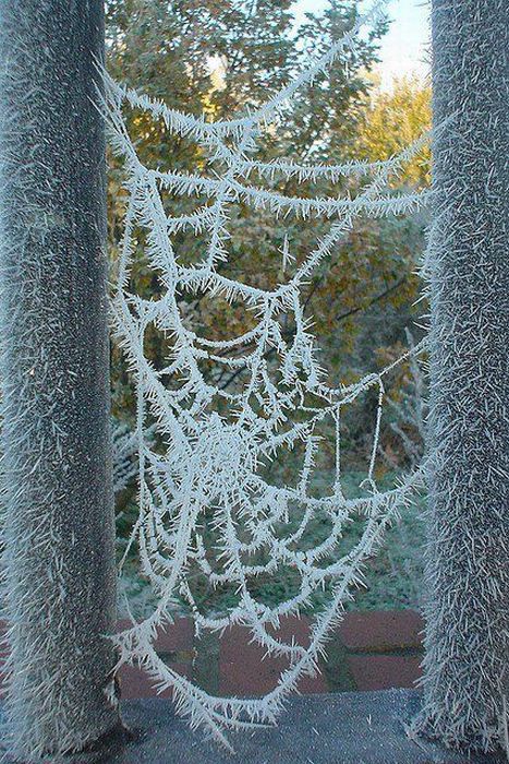 Frozen spiderweb