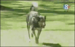 Dog-sniffing-prank-trolling