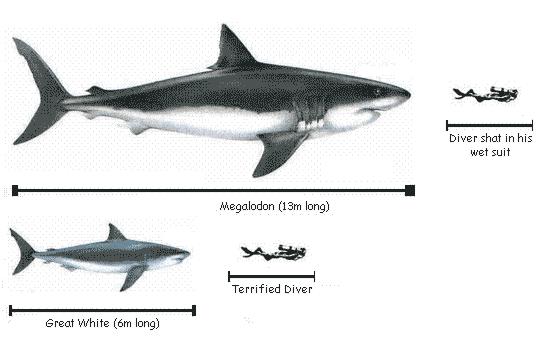Researching the Megalodon, when suddenly...