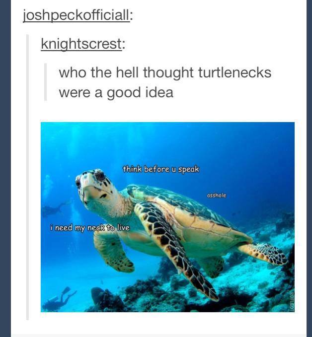 Turtle rights.