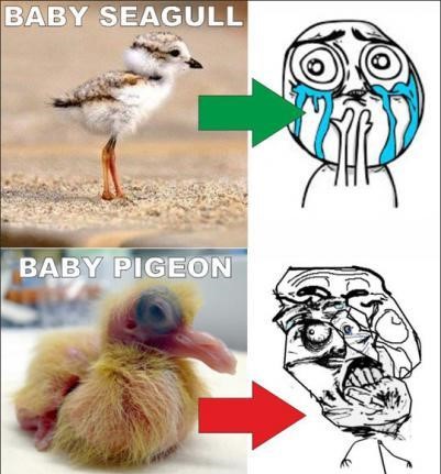 that isnt a pigeon its a monster would bang though