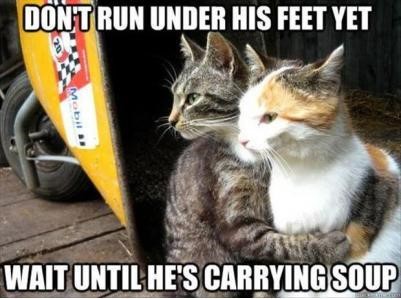 cats teaching eachother to be dicks