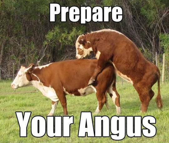Prepare your angus
