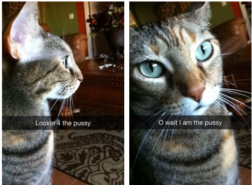 If cats were on Snapchat.