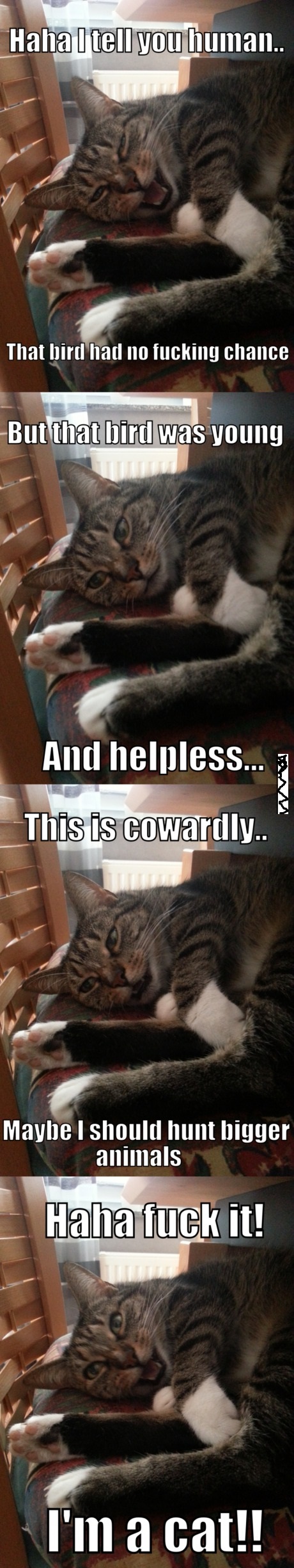 Confessions 101 : I love cats even thought they are assh**les