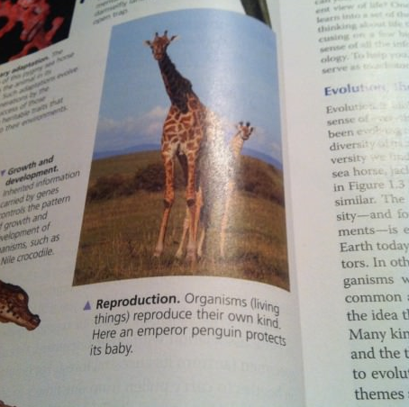 textbook high as ***
