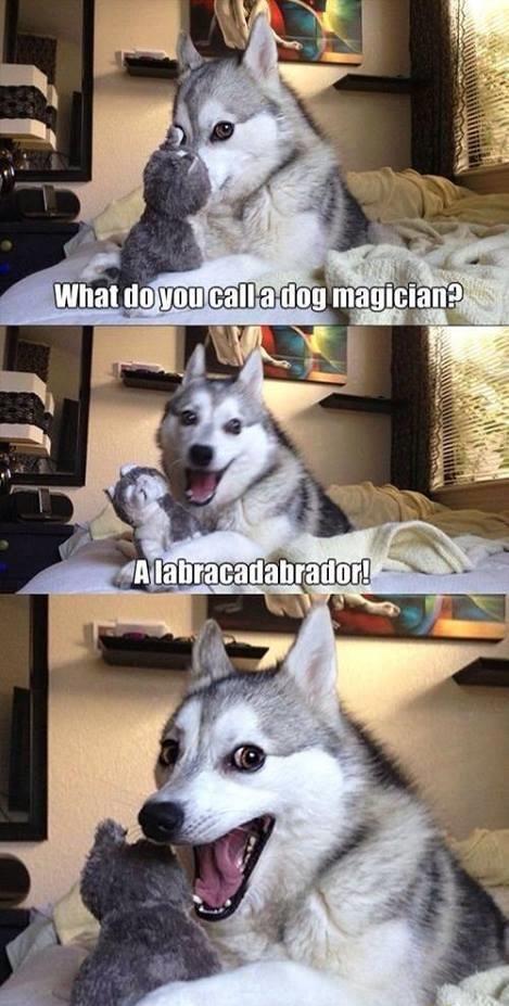 dog magician