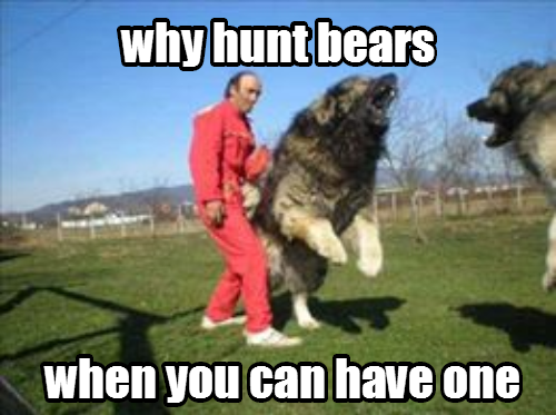 serbian sarplanin dog