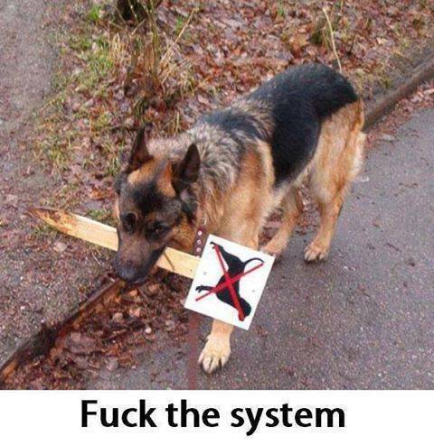 Rebellious dog
