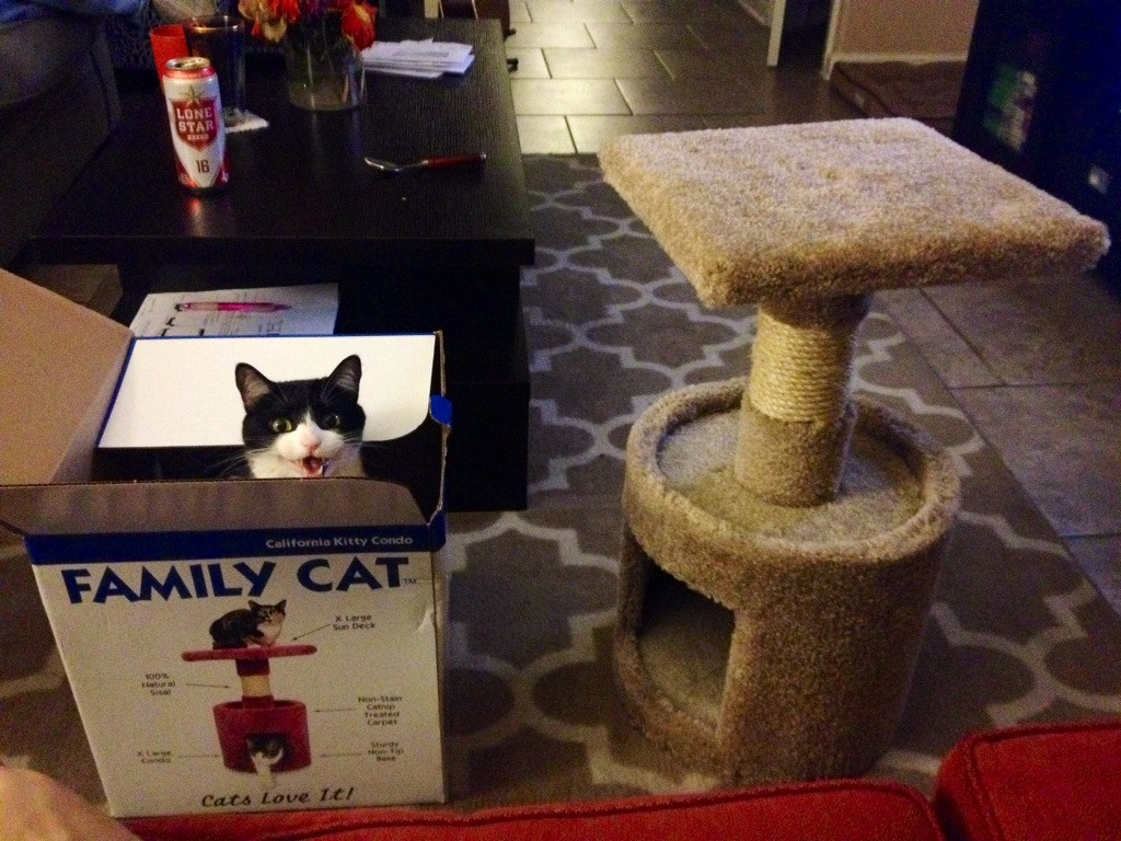 Just cats.