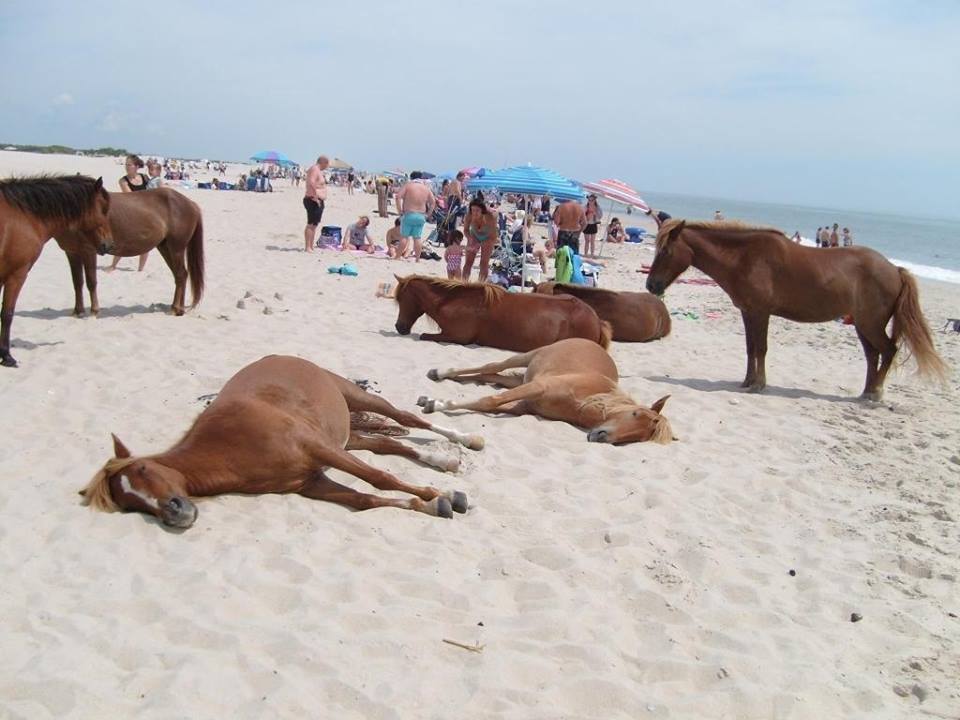 Sea horses