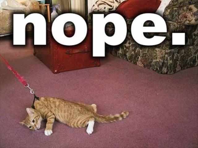 never, nope, no, i rather die!