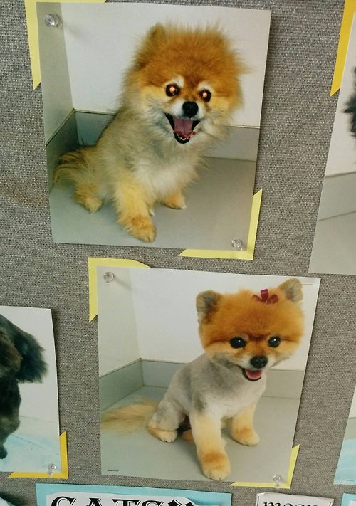 Puppy Gets an Exorcism AND a Grooming!