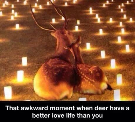 I love you deer