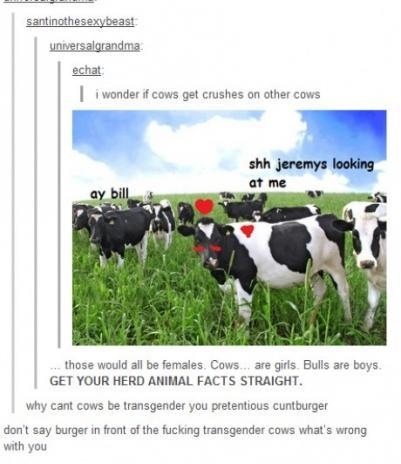 Cow crushes