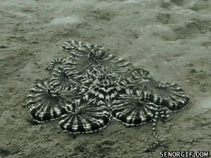 "OH CRAB"- Mr Octopus