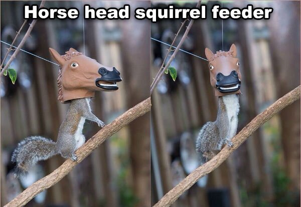 Half squirrel, half horse. A squirse?