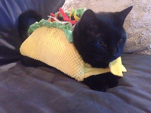 Taco cat spelt backwards is taco cat