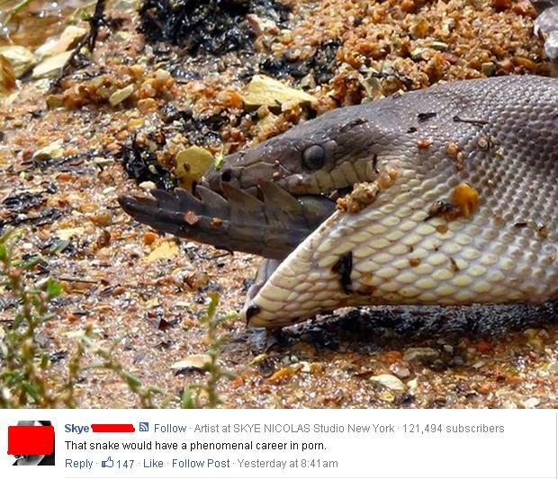 Australians mating...