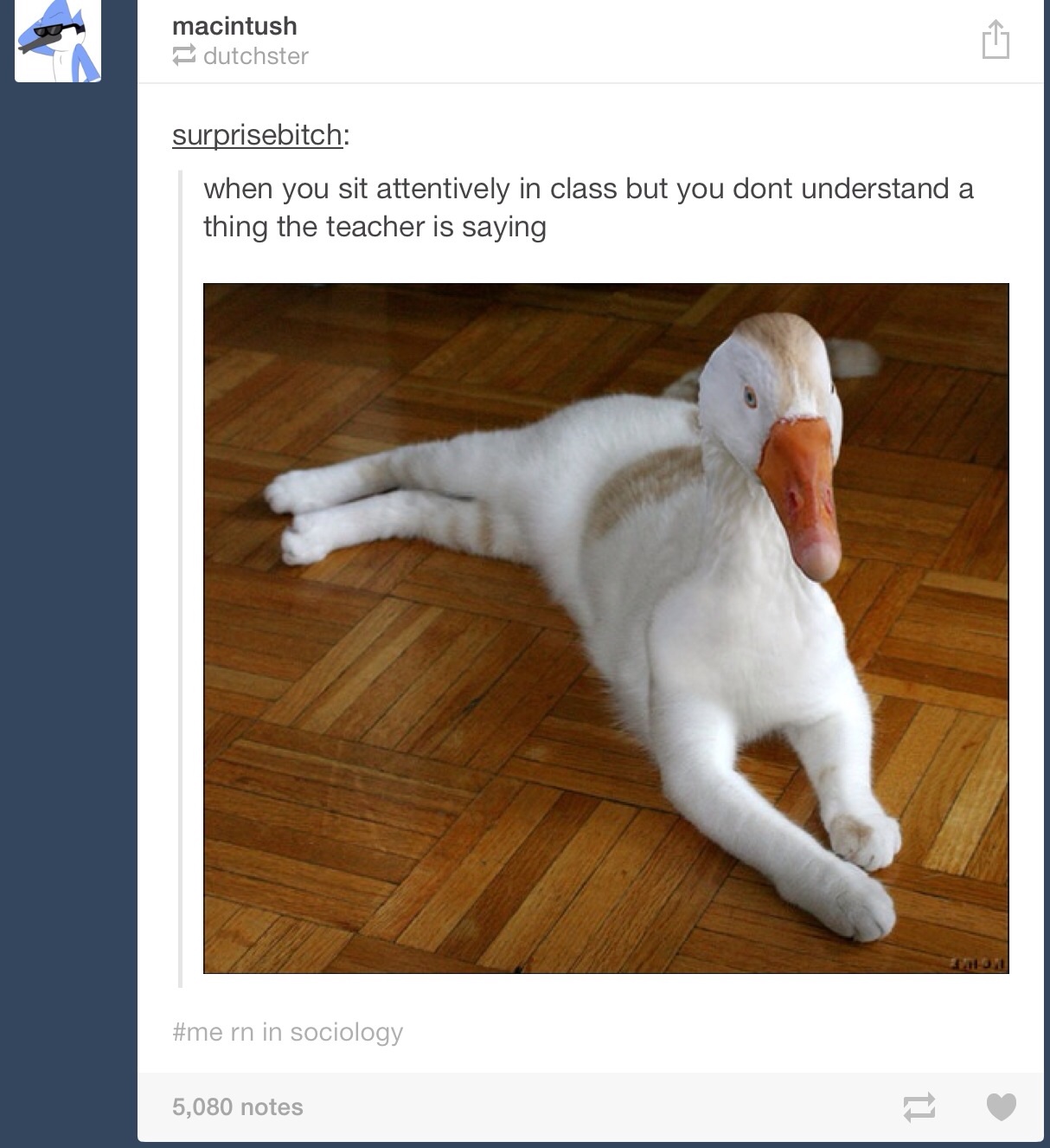 Why do i relate to a duck cat.