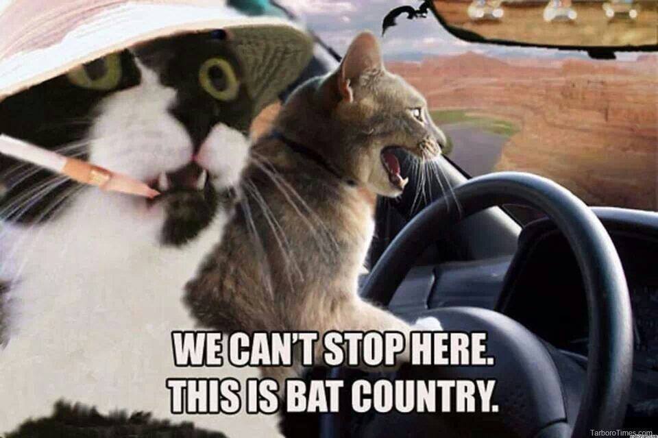 fear and meowthing in Las Vegas