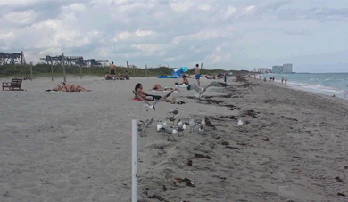 Seagulls suck at trust falls.