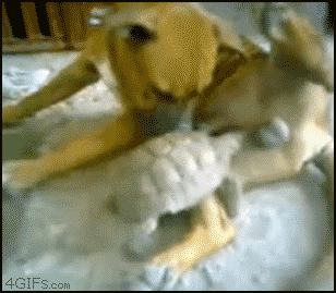 Screw you, dog, you don't mess with me