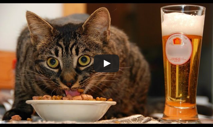 Video of Cats!