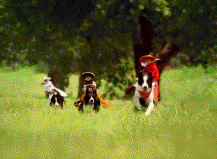 Ever wanted to see monkeys racing dogs? no.. well why not?