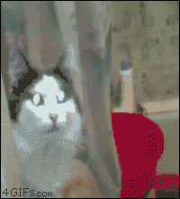 Even a cat needs its privacy