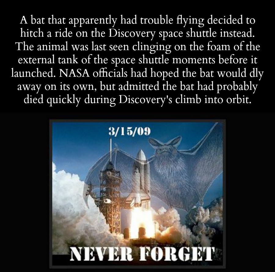 a minute of silence for this brave bat