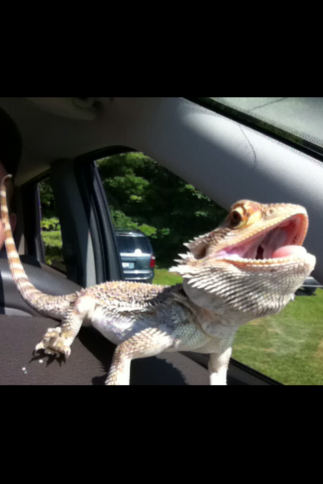 ridiculously photogenic lizard