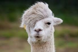 Swag Swag Llama Fag