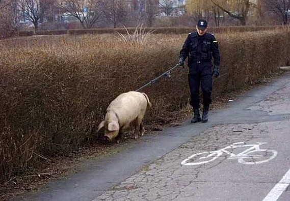 Walking my pig