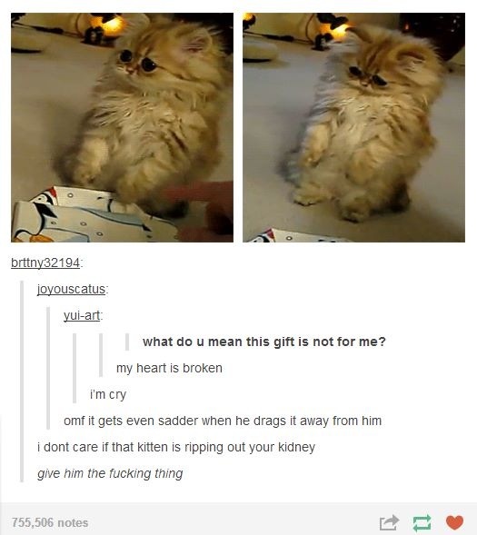OMG!!! Give that kitty a kidney